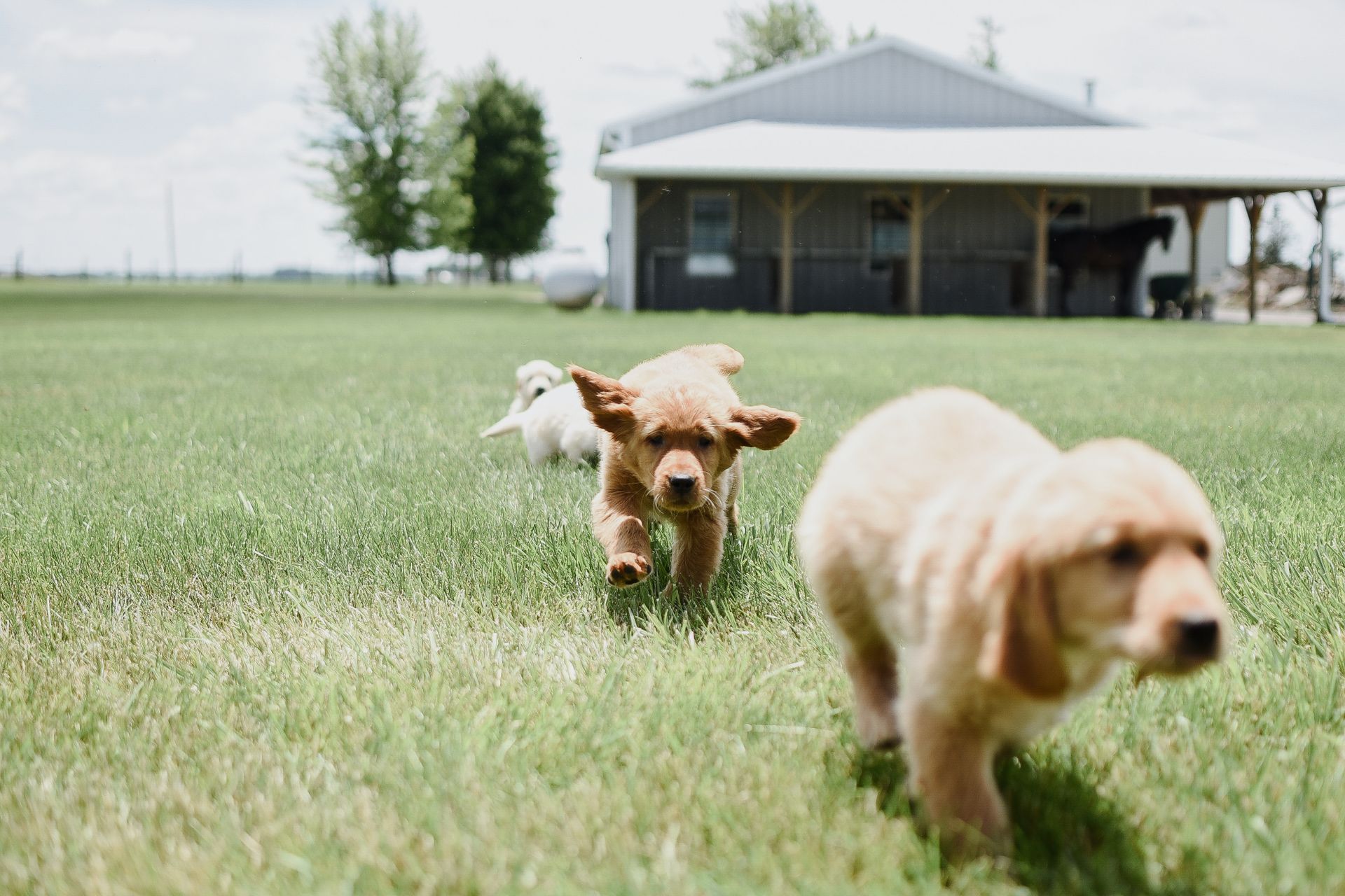 Two dogs running across a grassy field